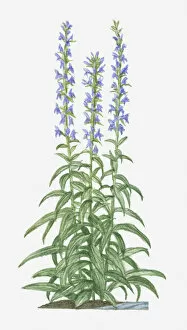 Spiked Gallery: botany, cut out, day, flora, flower, great blue lobelia, green, herb, leaf, lobelia siphilitica