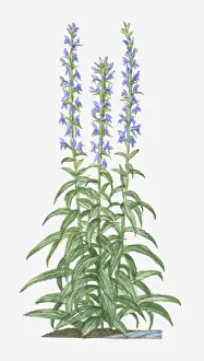 Spiked Gallery: botany, cut out, day, flora, flower, great blue lobelia, green, herb, leaf, lobelia siphilitica