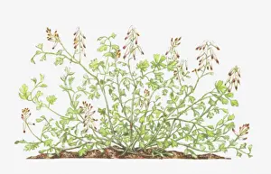 Fumariaceae Prints: botany, cut out, flower, foliage, fumaria, fumaria capreolata, fumariaceae, growth