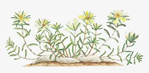 Labiatae Prints: botany, cut out, flower, foliage, germander, growth, labiatae, leaf, mountain germander