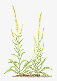 Spike Prints: botany, cut out, flower, foliage, leaf, no people, plant, reseda, reseda luteola