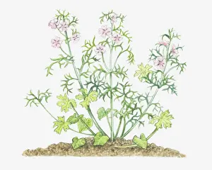 Mallow Prints: botany, cut out, flower, foliage, leaf, malva moschata, mallow, malvaceae, musk mallow