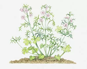 Images Dated 29th November 2011: botany, cut out, flower, foliage, leaf, malva moschata, mallow, malvaceae, musk mallow