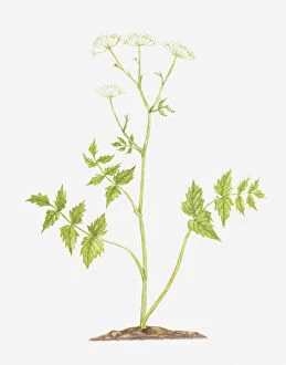 Images Dated 29th November 2011: botany, cut out, flower, greater burnet-saxifrage, leaf, no people, pimpinella, pimpinella major