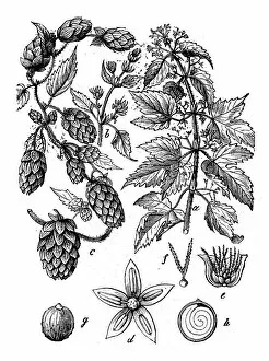 Images Dated 10th March 2017: Botany plants antique engraving illustration: Humulus lupulus (common hop or hop)
