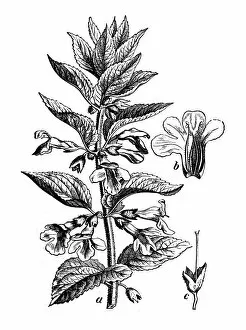 Images Dated 9th March 2017: Botany plants antique engraving illustration: Melittis melissophyllum (bastard balm)
