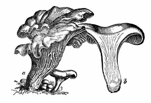 Images Dated 10th March 2017: Botany plants antique engraving illustration: Cantharellus cibarius (chanterelle, girolle)
