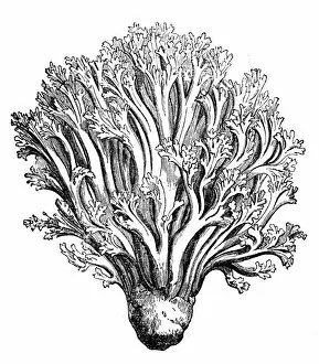Images Dated 10th March 2017: Botany plants antique engraving illustration: Ramaria flava (changle)