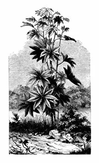 Images Dated 13th December 2017: Botany plants antique engraving illustration: Ricinus communis (castorbean, castor-oil-plant)
