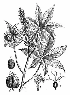 Images Dated 10th March 2017: Botany plants antique engraving illustration: Ricinus communis (castorbean, castor-oil-plant)