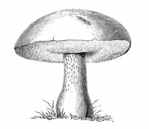 Edible Mushrooms, Victorian Botanical Illustration Collection: Botany plants antique engraving illustration: Boletus Edulis, Porcini