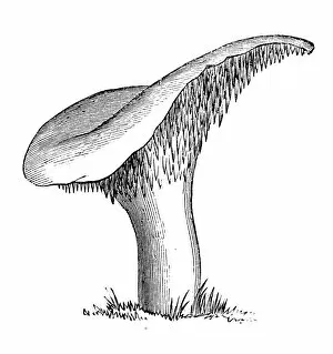 Images Dated 6th June 2018: Botany plants antique engraving illustration: Hydnum repandum, sweet tooth, wood hedgehog