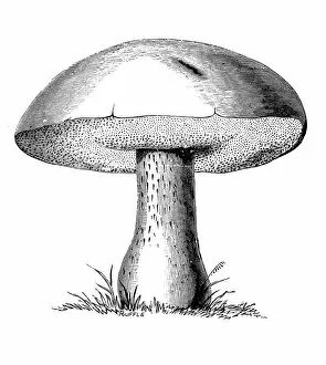 Edible Mushrooms, Victorian Botanical Illustration Collection: Botany plants antique engraving illustration: Boletus Edulis