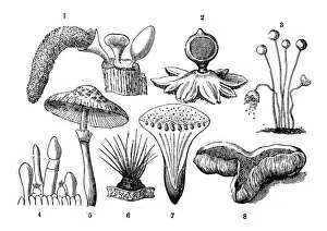 Edible Mushrooms, Victorian Botanical Illustration Collection: Botany plants antique engraving illustration: Mushrooms