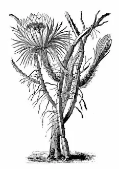 Images Dated 1st June 2018: Botany plants antique engraving illustration: Cereus nycticalus