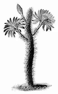 Images Dated 1st June 2018: Botany plants antique engraving illustration: Peniocereus serpentinus, Cereus serpentinus
