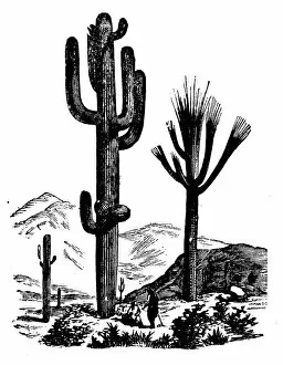 Images Dated 17th April 2018: Botany plants antique engraving illustration: Cereus