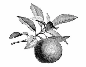Images Dated 1st June 2018: Botany plants antique engraving illustration: Citrus aurantium, Bitter orange, Seville orange