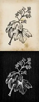 Botany plants antique engraving illustration: Acer campestre (field maple)