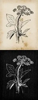 Botany plants antique engraving illustration: Aegopodium podagraria (ground elder