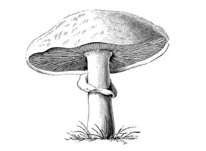 Edible Mushrooms, Victorian Botanical Illustration Prints: Botany plants antique engraving illustration: Agaricus Campestris