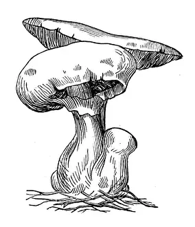 Edible Mushrooms, Victorian Botanical Illustration Prints: Botany plants antique engraving illustration: Agaricus campestris