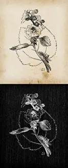 Officinalis Prints: Botany plants antique engraving illustration: Althaea officinalis (marshmallow)