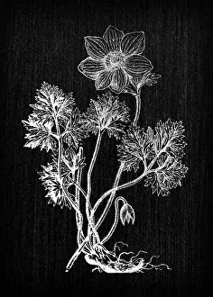 Anemone Prints: Botany plants antique engraving illustration: Anemone coronaria (poppy anemone