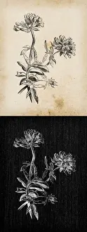 Common Prints: Botany plants antique engraving illustration: Anthyllis vulneraria (common kidneyvetch