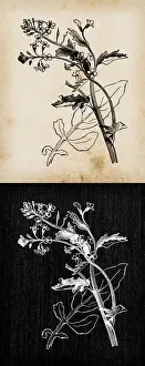 Botany plants antique engraving illustration: Barbarea vulgaris (Bittercress