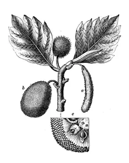 Botany plants antique engraving illustration: Breadfruit, Artocarpus altilis
