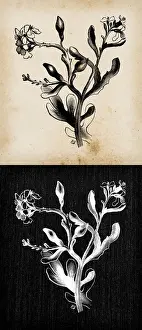 Maritima Prints: Botany plants antique engraving illustration: Cakile maritima (European searocket)