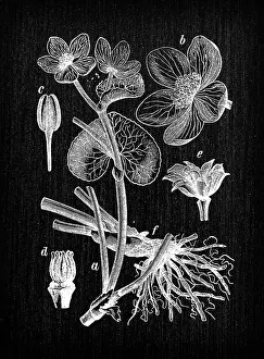 Caltha Prints: Botany plants antique engraving illustration: Caltha palustris (marsh-marigold, kingcup)