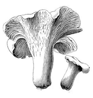 Edible Mushrooms, Victorian Botanical Illustration Prints: Botany plants antique engraving illustration: Cantharellus cibarius