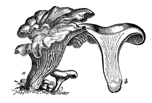 Botany plants antique engraving illustration: Cantharellus cibarius (chanterelle, girolle)