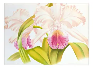 Botany plants antique engraving illustration: cattleya mendelii superbissima