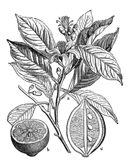 Botany plants antique engraving illustration: Citrus limon (lemon)