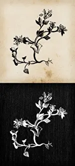 Botany plants antique engraving illustration: Cochlearia danica (Danish scurvygrass)