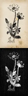 Avens Prints: Botany plants antique engraving illustration: Dryas octopetala (mountain avens)