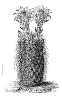 Succulent Prints: Botany plants antique engraving illustration: Echinocactus haynii