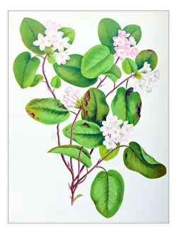 Botany plants antique engraving illustration: Epigaea repens, mayflower, trailing arbutus