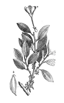 Floral Prints: Botany plants antique engraving illustration: Erythroxylum coca, coca