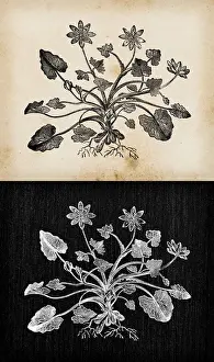 Lesser Prints: Botany plants antique engraving illustration: Ficaria verna (Ranunculus ficaria