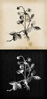 Fragaria Prints: Botany plants antique engraving illustration: Fragaria vesca (wild strawberry)