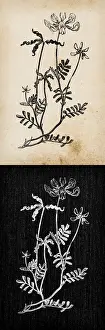 Vetch Prints: Botany plants antique engraving illustration: Hippocrepis comosa (horseshoe vetch)