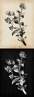 Botany plants antique engraving illustration: Honckenya peploides (sea sandwort