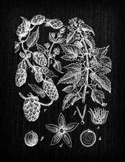 Common Prints: Botany plants antique engraving illustration: Humulus lupulus (common hop or hop)