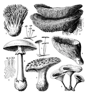 Botany plants antique engraving illustration: Hymenomycetes