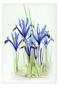 Botany plants antique engraving illustration: Iris reticulata, netted iris