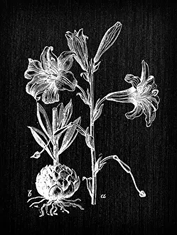 Botany plants antique engraving illustration: Lilium candidum (Madonna lily)